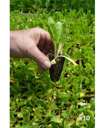 Acelga verde penca blanca "Delta" (10 tacos)