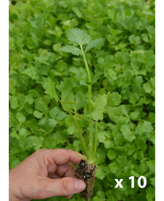 Apio var. Elne (10 tacos)