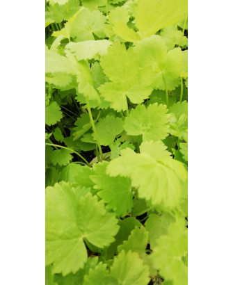 Chirivia var. "Guernesey" (10 tacos)