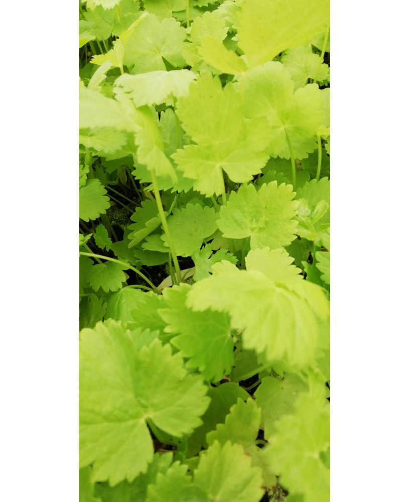 Chirivia var. "Guernesey" (10 tacos)