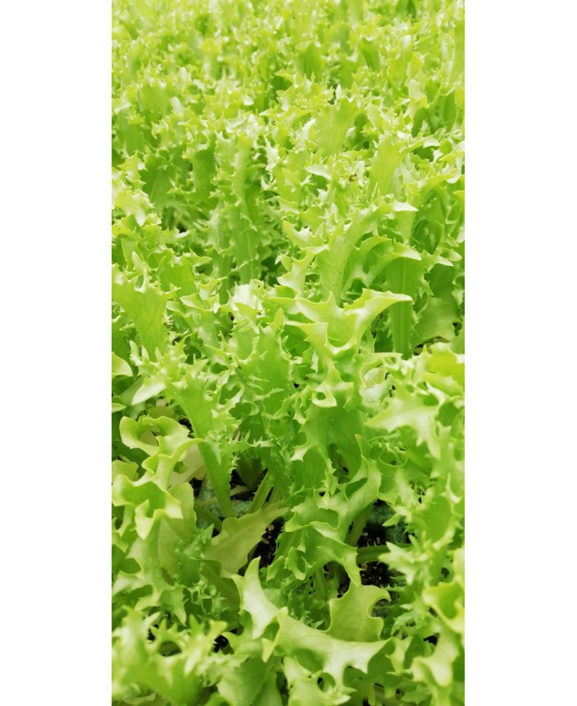 Escarola rizada fina var. "Myrna" (10 tacos)