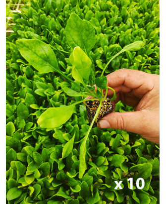 Espinaca "Solomón" (10 tacos)