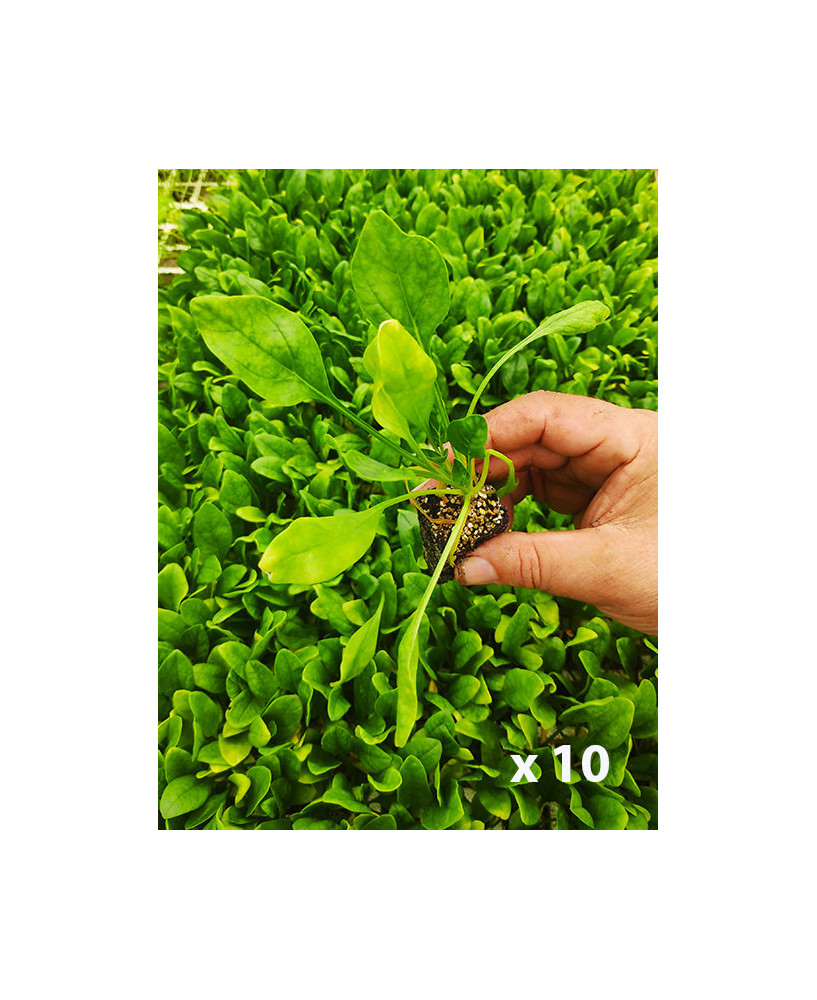 Espinaca "Solomón" (10 tacos)