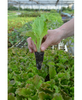 Lechuga maravilla "Pastoret" (10 u.)