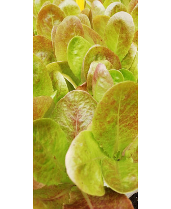 Lechuga negra "Vila" (10 u.)