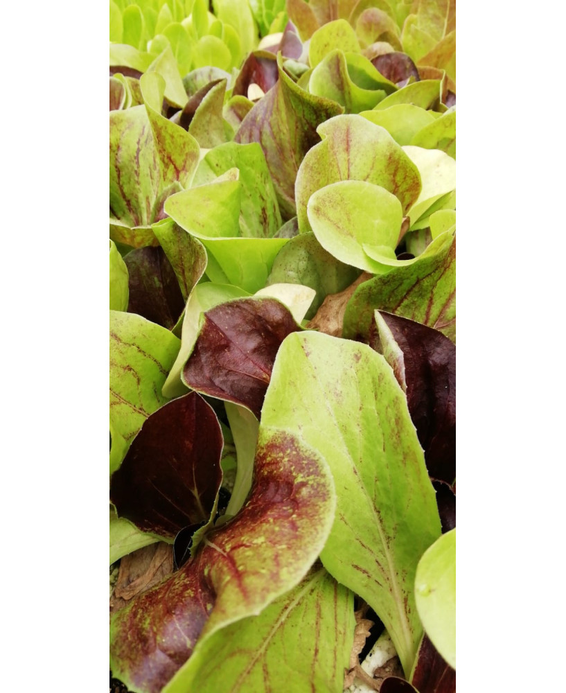 Lechuga Radicchio var. "Leonardo" (10 tacos)
