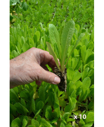 Lechuga romana "Invierno o amarillo" (10 tacos)