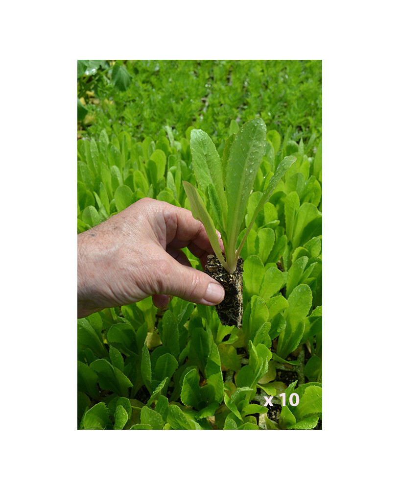Lechuga romana "Invierno o amarillo" (10 tacos)