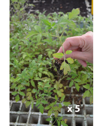 Tomatera txerri roja "Red cherry" (5 tacos)