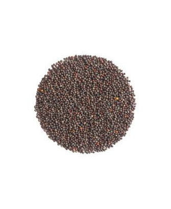 Germinado de Achicoria, 500 g