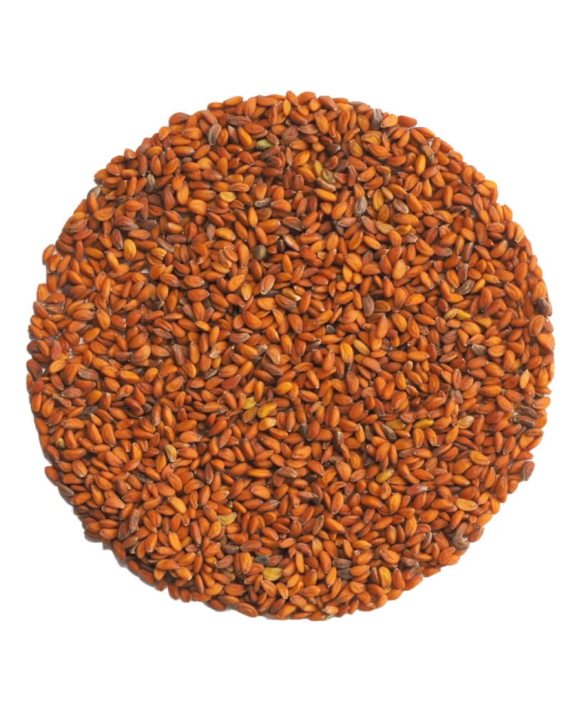 Germinado de Berro Jardín, 500 g