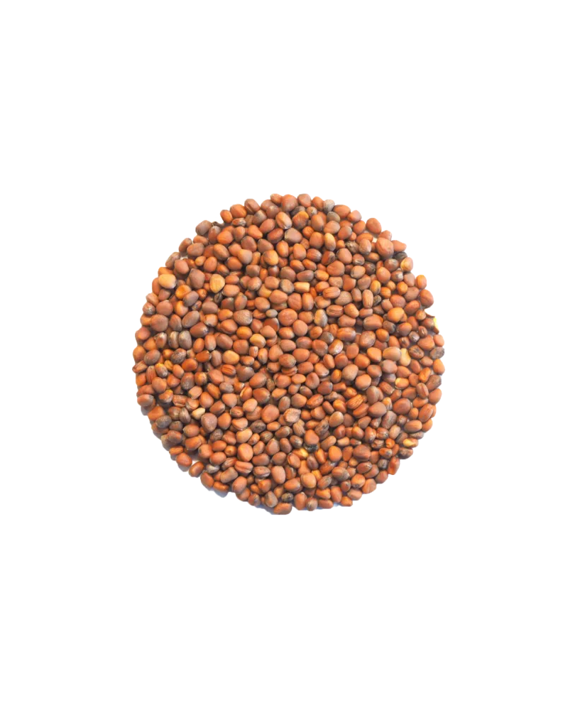 Germinado de Cebolla, 500 g