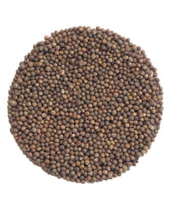 Germinado de Col Rizada ECO, 500 g