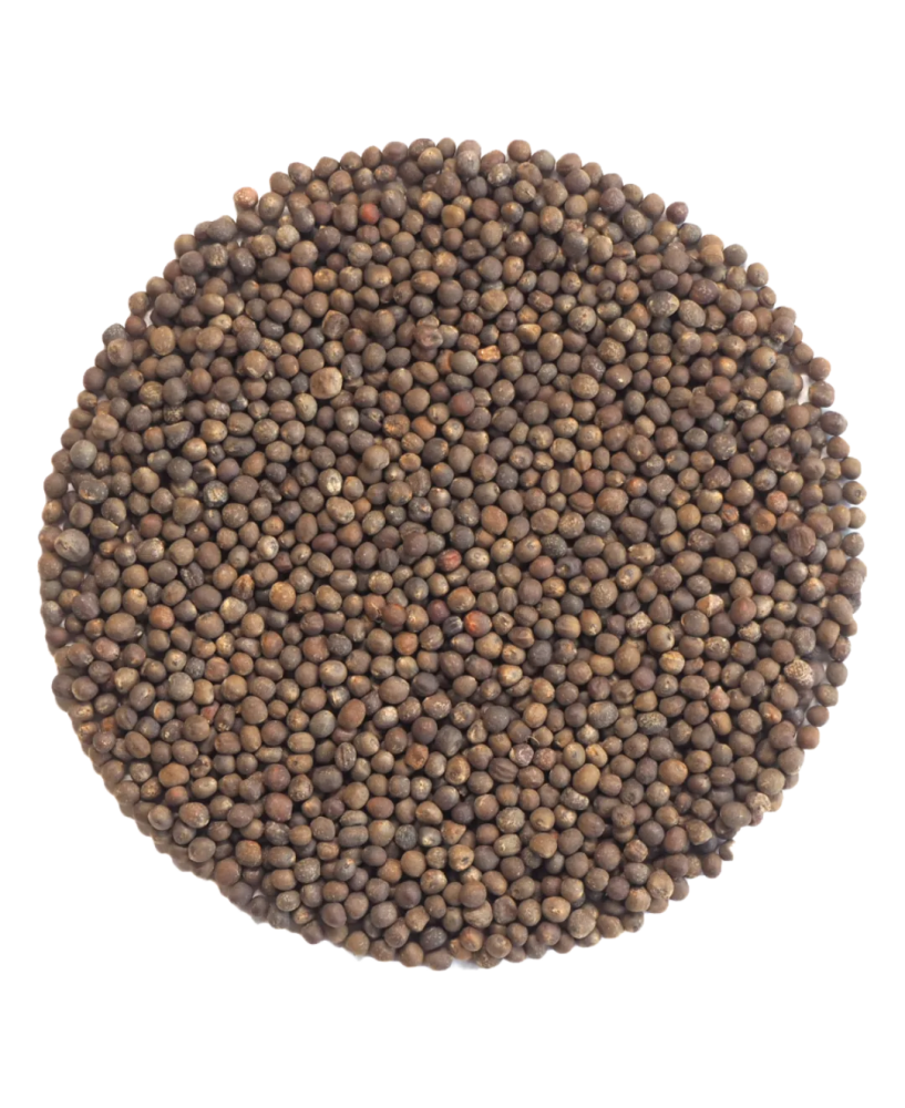 Germinado de Col Rizada ECO, 500 g