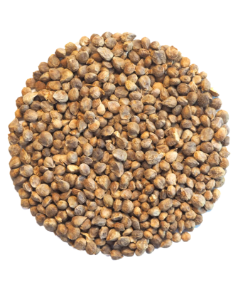 Germinado de Espinaca Verde, 100 g