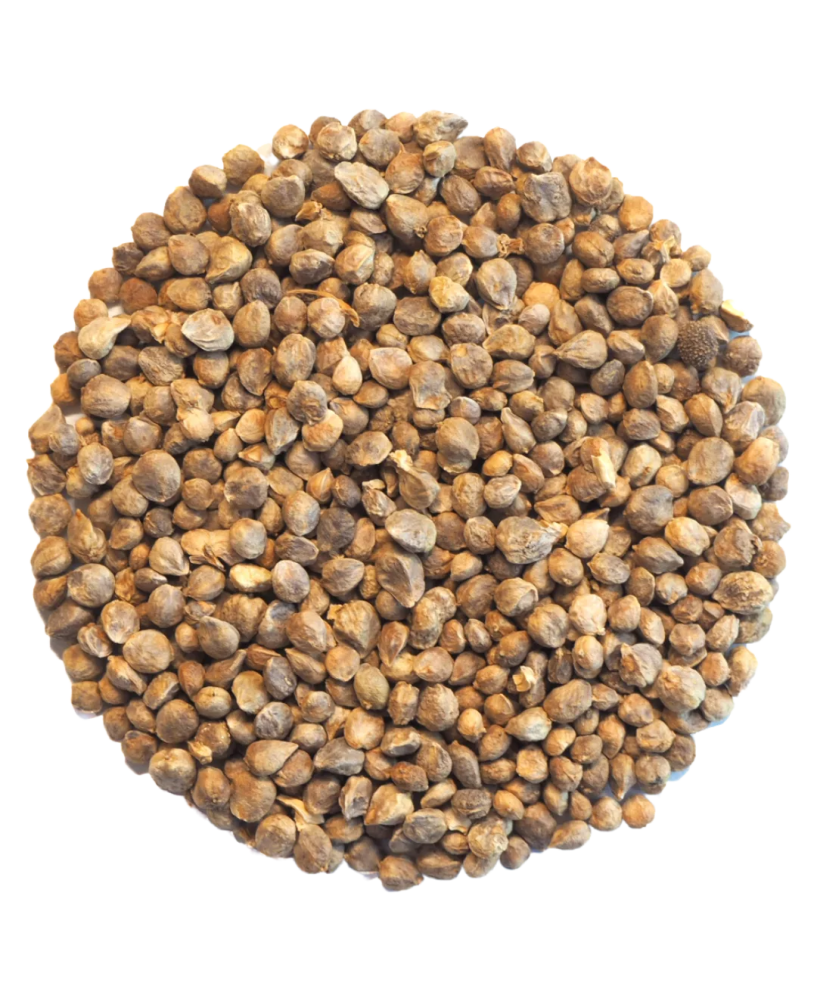 Germinado de Espinaca Verde, 50 g