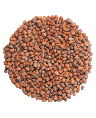 Germinado de Rabanito Daikon ECO, 1 kg