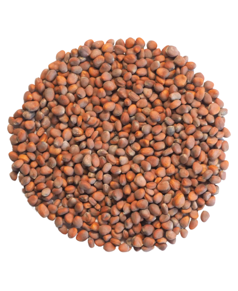 Germinado de Rabanito Daikon ECO, 500 g