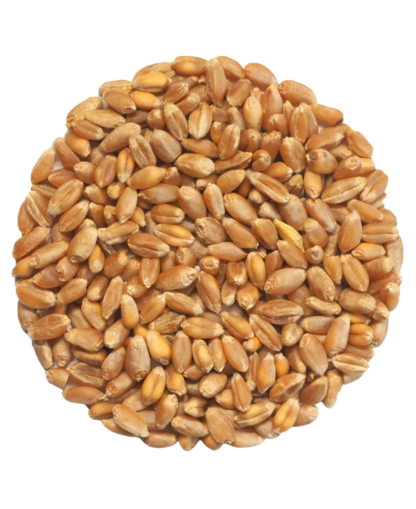Germinado de Trigo, 1 kg