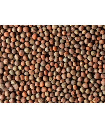Germinado de Brócoli, 1 kg
