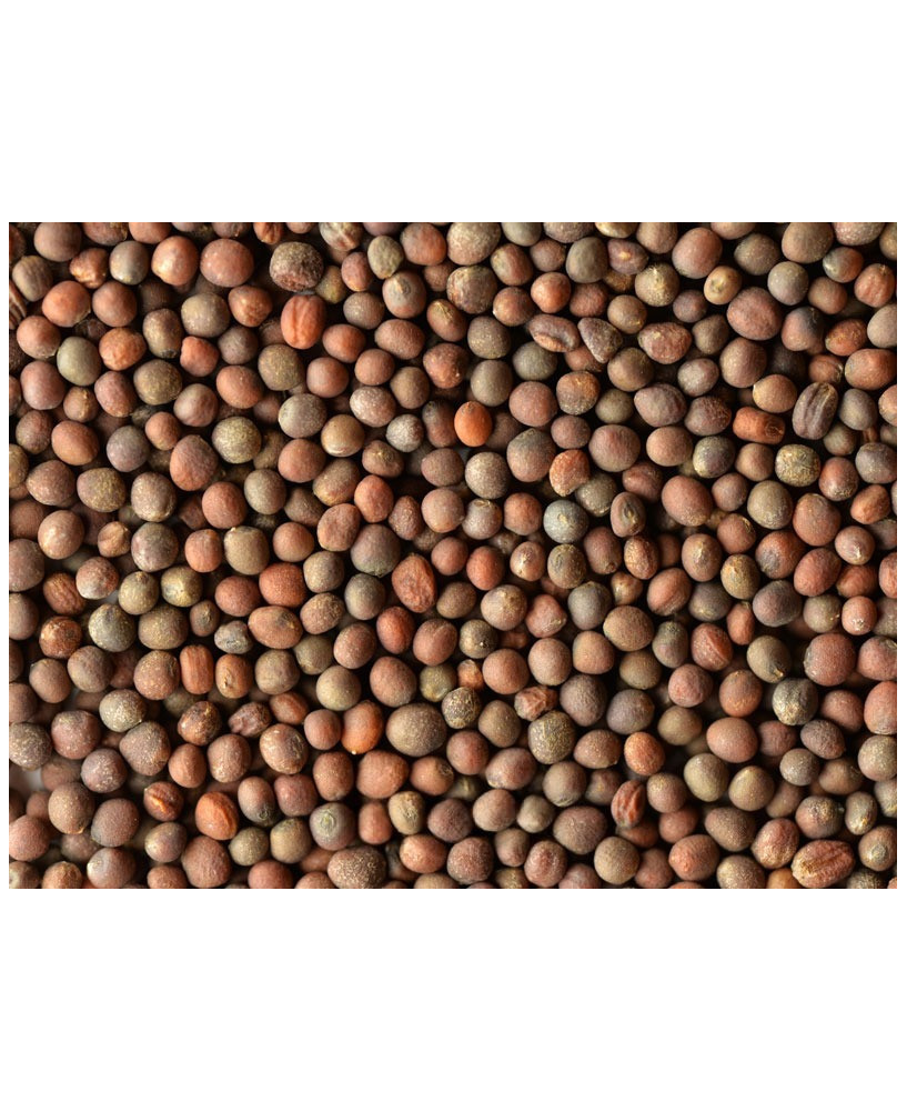 Germinado de Brócoli, 1 kg
