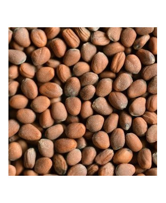 Germinado de Daikon, 1 kg