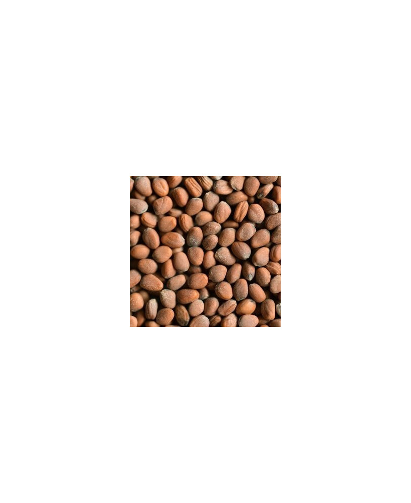Germinado de Daikon, 1 kg