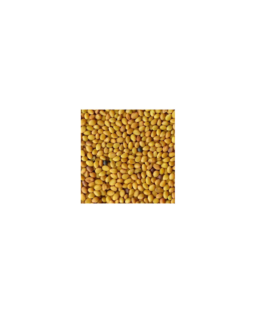 Germinado de Trebol Rojo, 1 kg