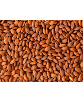 Germinado de Berros, 1 kg