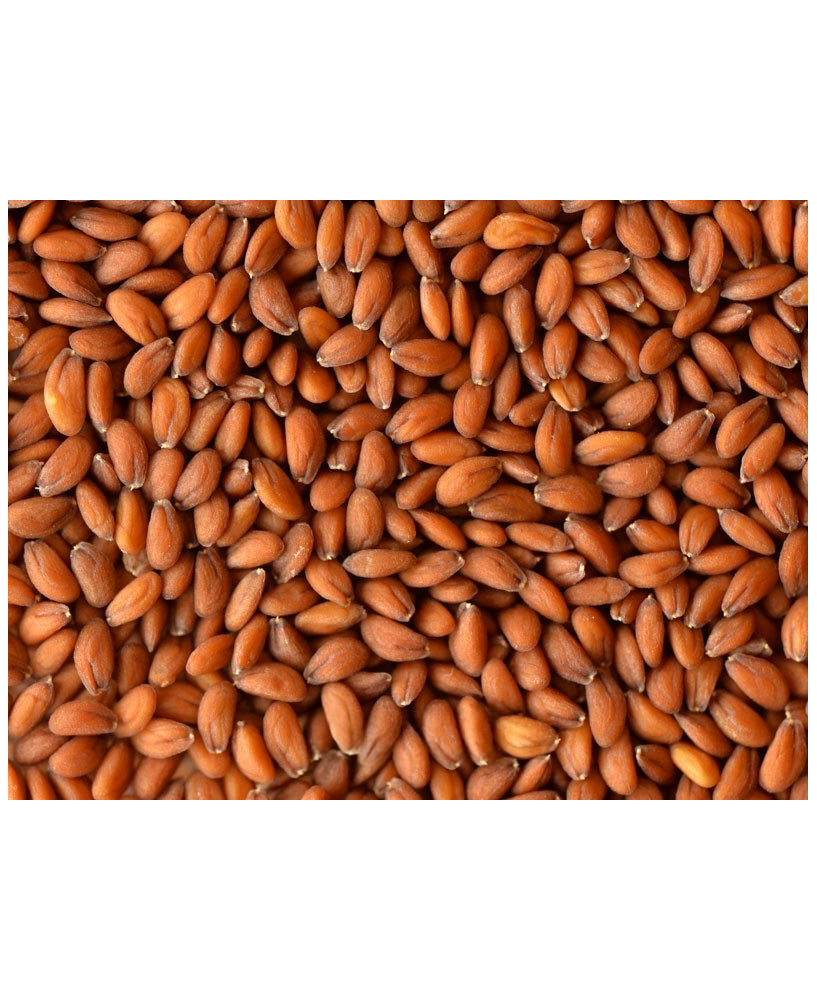 Germinado de Berros, 1 kg