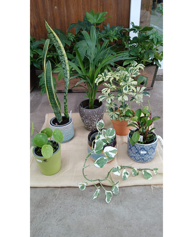Pack Plantas Interior