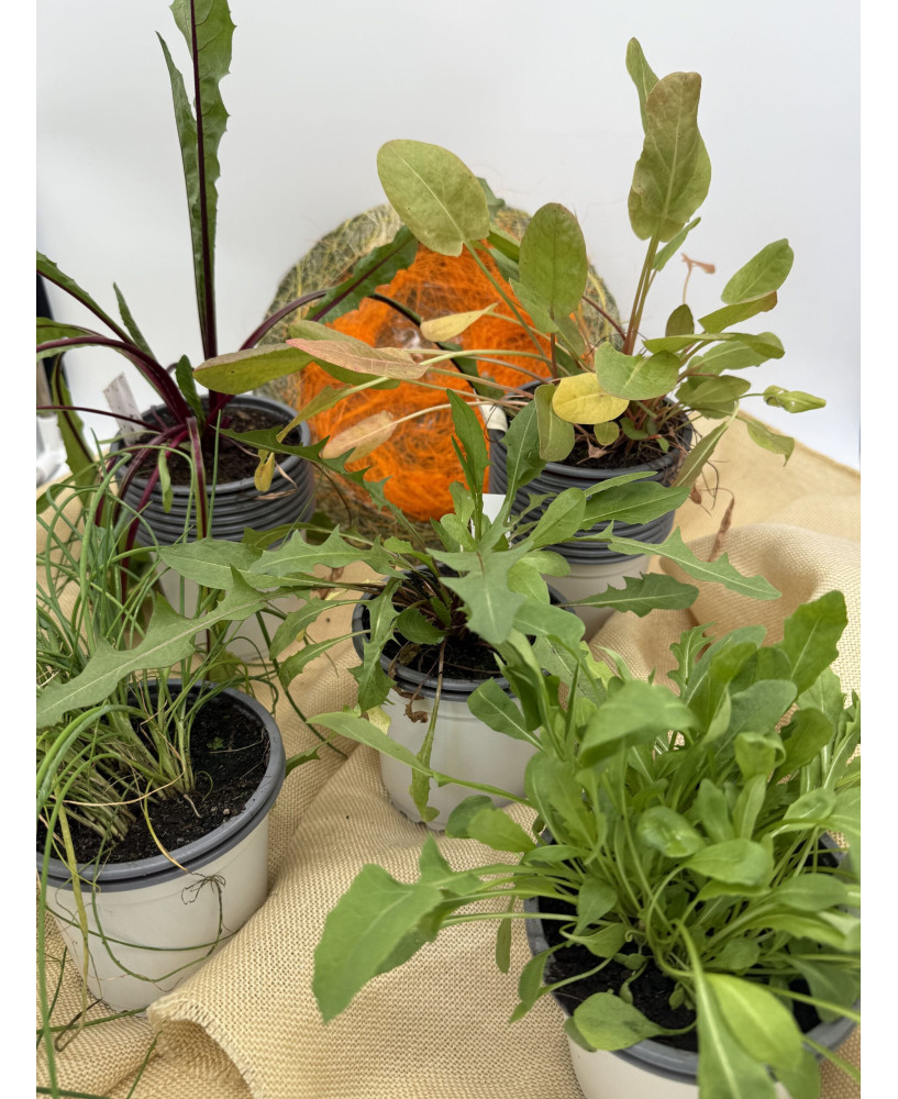 Pack Ensalada Medicinal Perenne 1