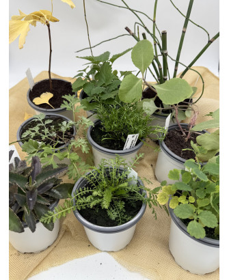 Pack Plantas Medicinales Imprescindibles 1