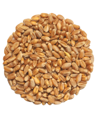 Germinado de Trigo, 500 g