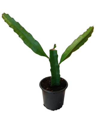 Pitaya marmel