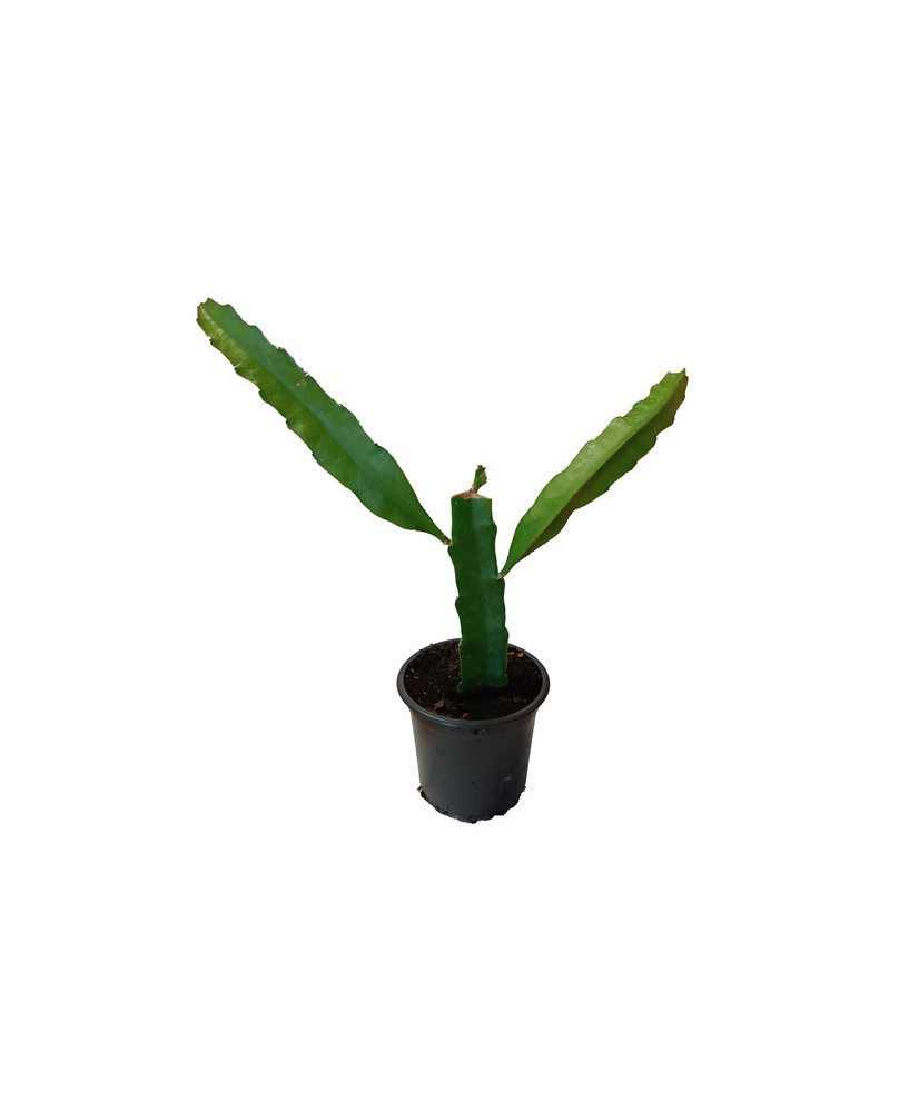 Pitaya marmel
