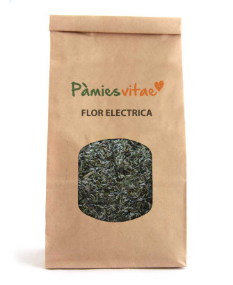 FLOR ELECTRICA - Spilanthes oleracea