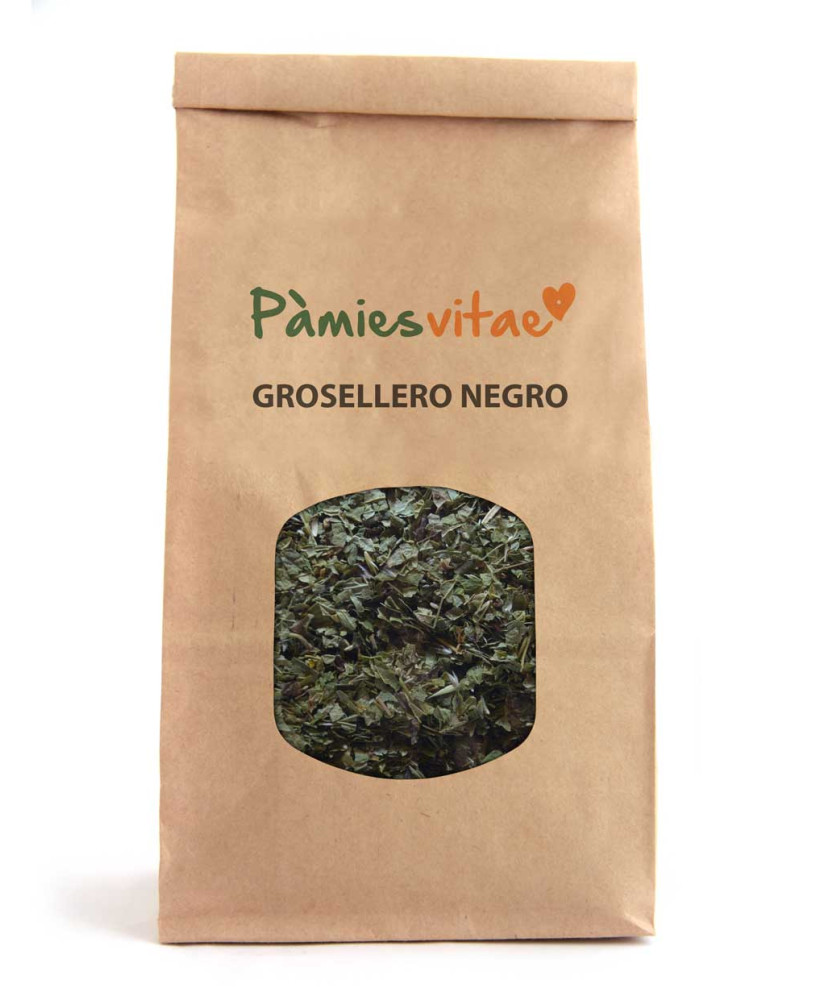 GROSELLERO NEGRO - Ribes nigrum