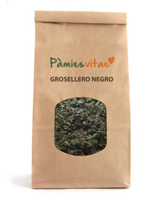 GROSELLERO NEGRO - Ribes nigrum