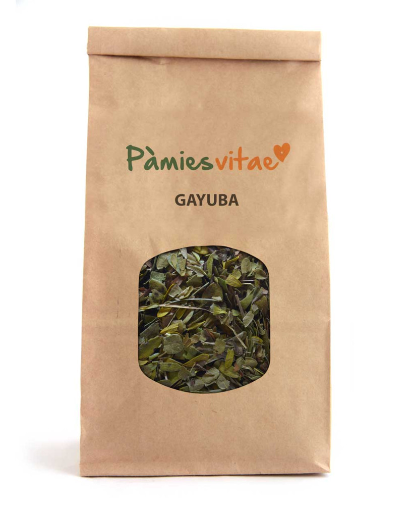 GAYUBA - Arctostaphylos uva-ursi