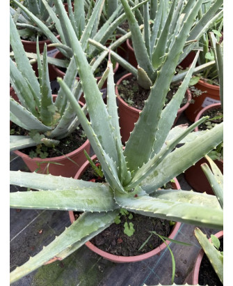 Aloe vera - Aloe barbadensis hojas frescas
