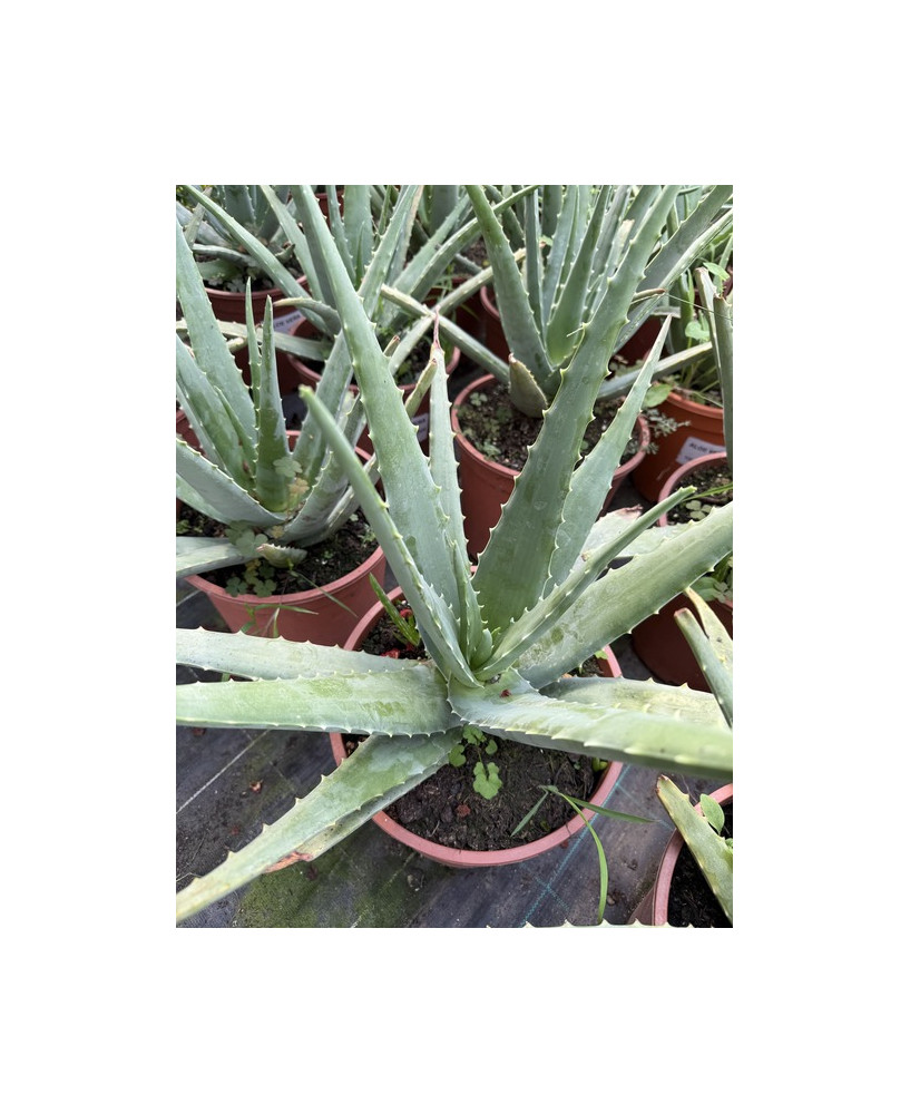 Aloe vera - Aloe barbadensis hojas frescas