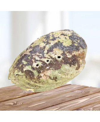 Concha de Abulón Arcoíris