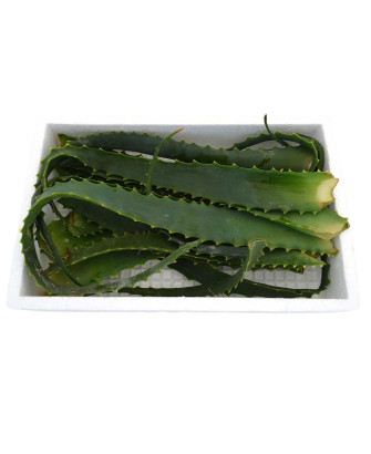Aloe arborescens o pulpo hojas frescas