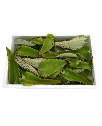 Kal. daigremontiana hojas frescas