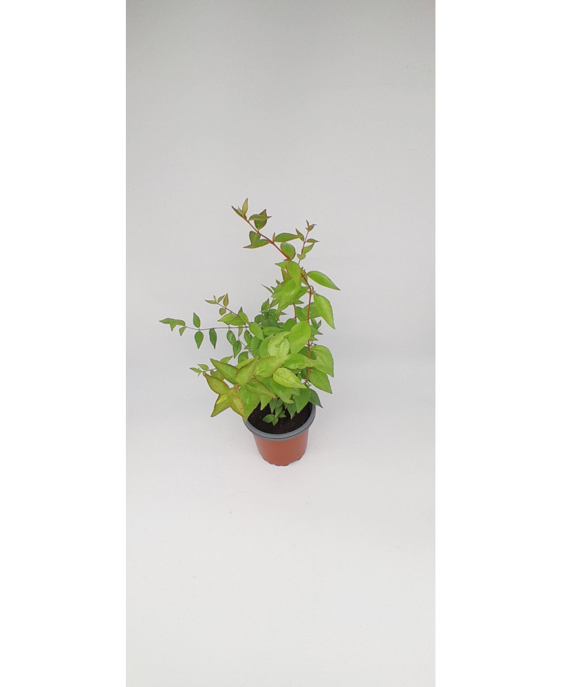 Abelia semperflorens