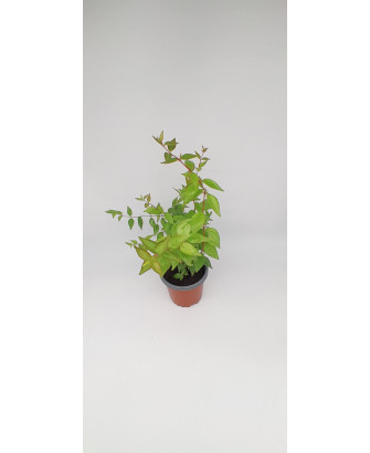 Abelia semperflorens