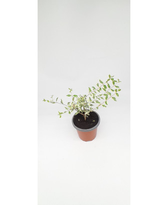 Abelia variegata