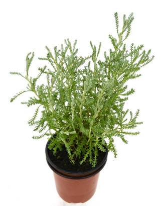 Abrótano hembra