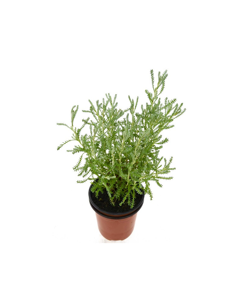 Abrótano hembra